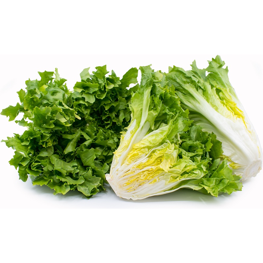 Hạt giống xà lách escarole 2gram cây to, chịu mưa