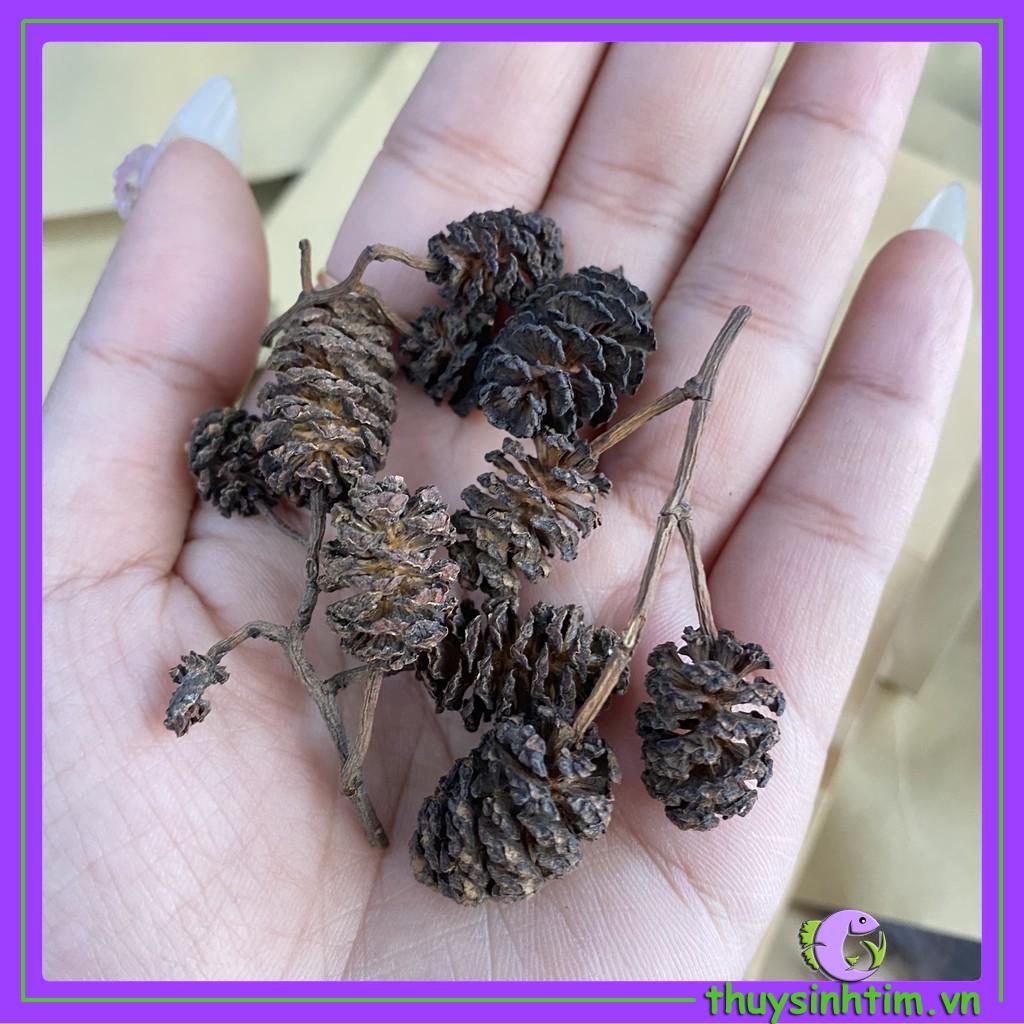Trái Thông Khô ALDER CONES (Erlenzaphen)
