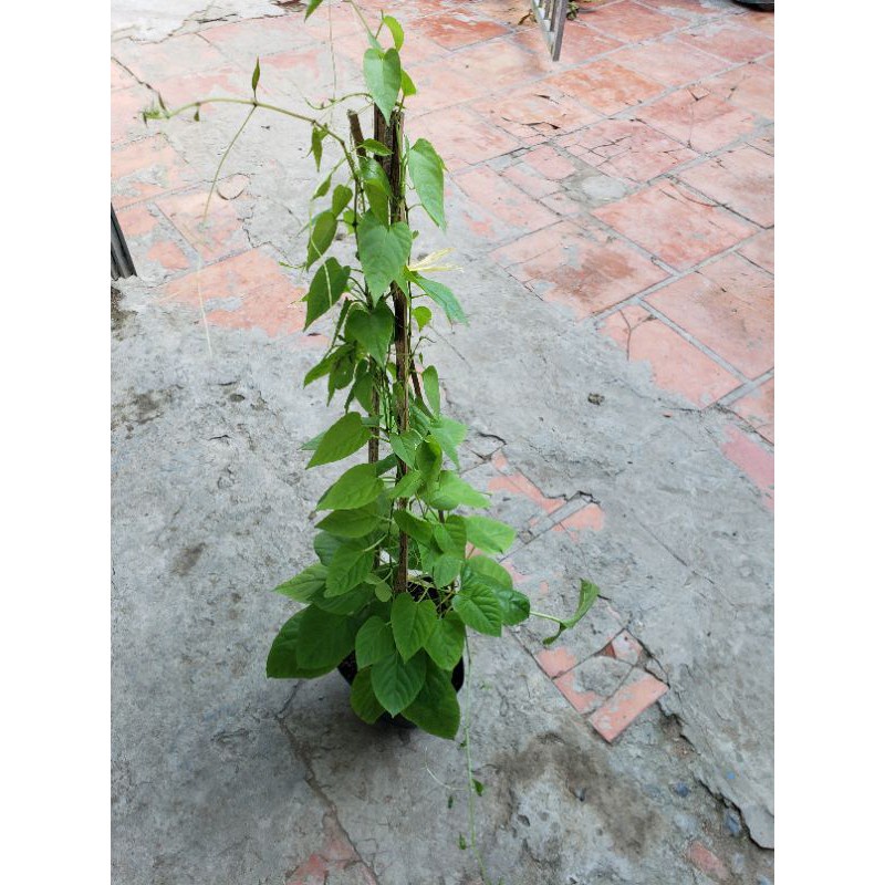 cây giống dây tơ hồng leo thái