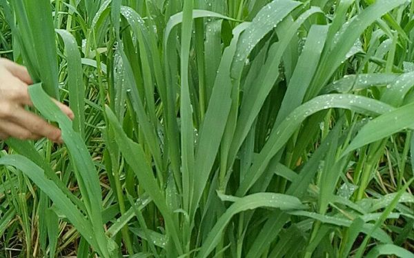 Hạt Giống Cỏ Yến Mạch 200g – Hạt Giống Cỏ Chăn Nuôi Chịu Lạnh Tốt - Chăn Nuôi Gia Súc Lớn và có thể dùng nuôi mèo