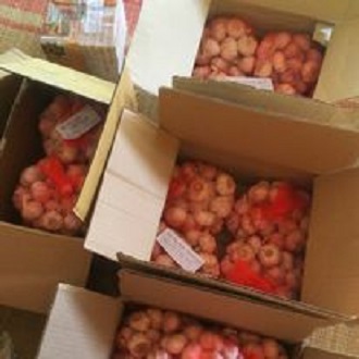 2kg tỏi nhà trồng