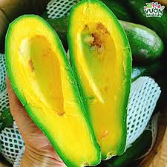 CÂY GIỐNG BƠ 034 SIÊU NGON SIÊU QUẢ