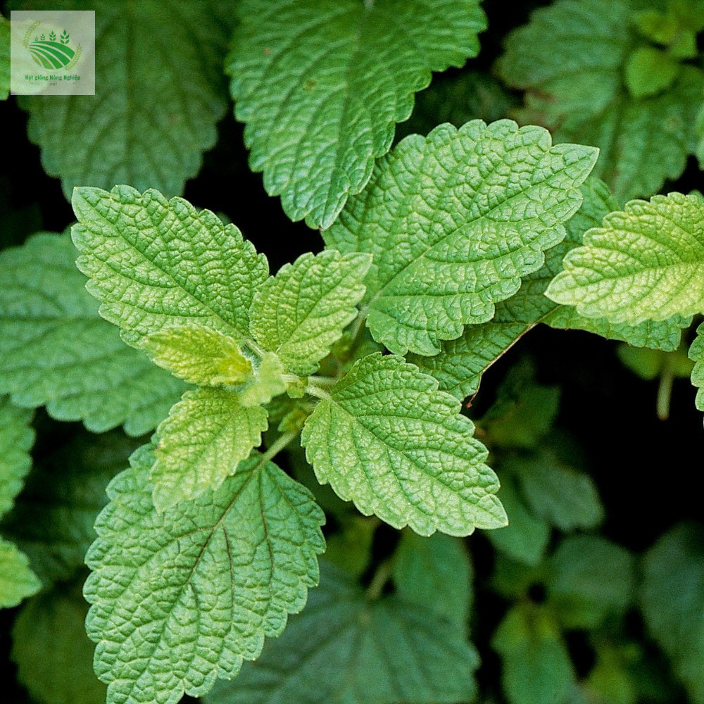 Hạt giống Bạc hà chanh (rau bạc hà Lemon Balm)