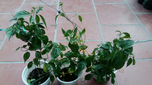 Lan Hoàng Dương cây gửi nguyên chậu.