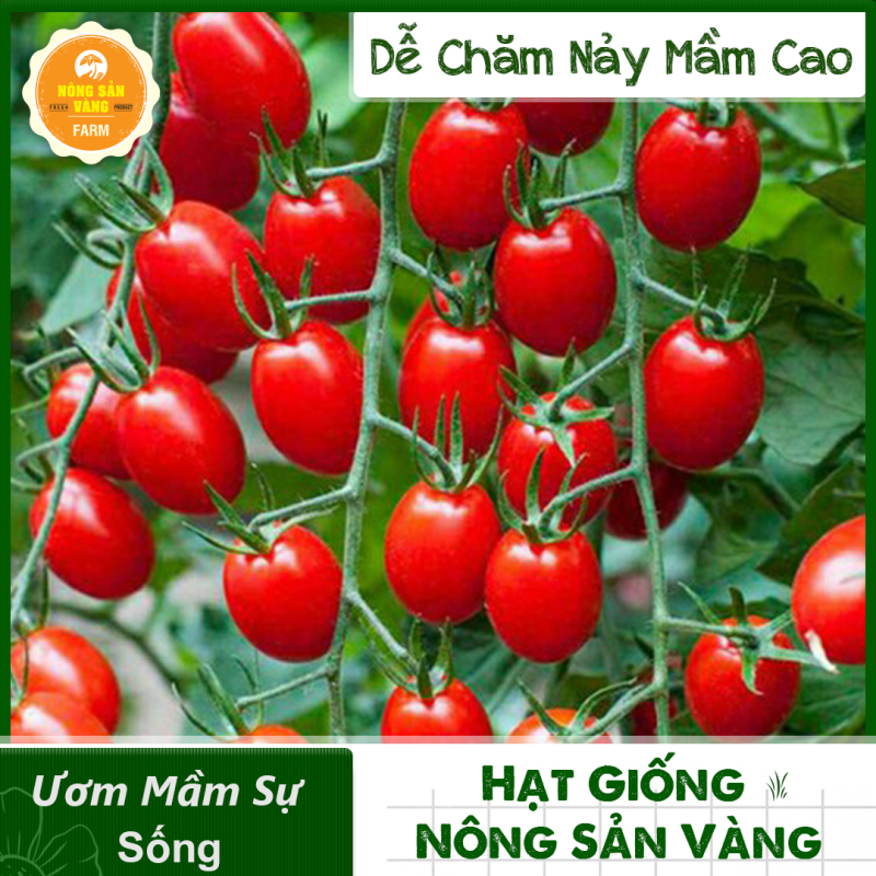 Hạt giống Cà Chua Cherry Đỏ F1, Năng Suất Cao (Gói 20 hạt) - Nông Sản Vàng