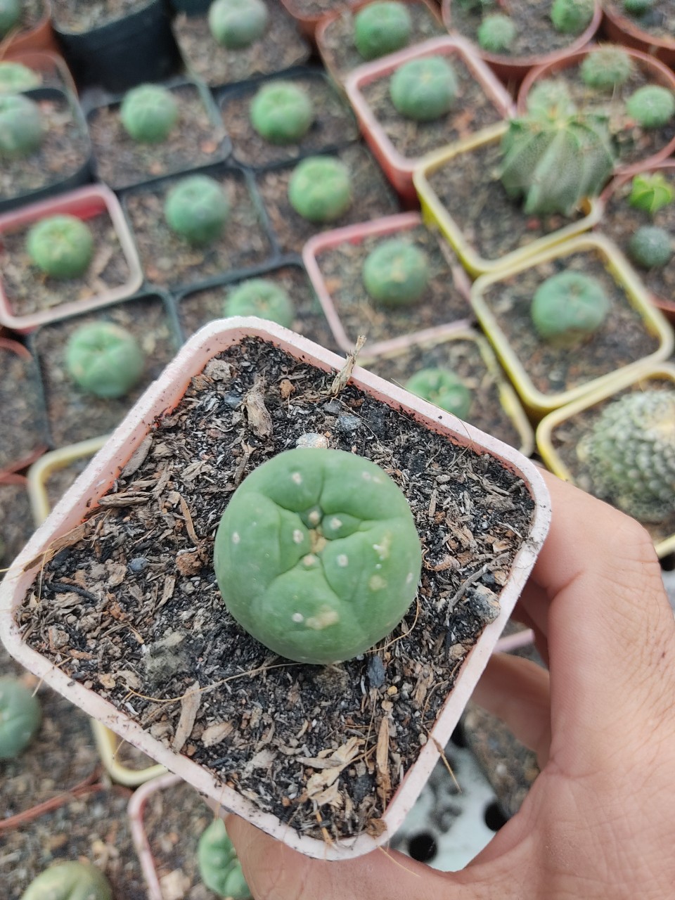 Xương rồng LOPO (size cây 3-4 cm)