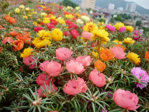 Hạt Giống Hoa Mười Giờ Mix Nhiều Màu Hà Lan Trồng Quanh Năm Dễ Trồng