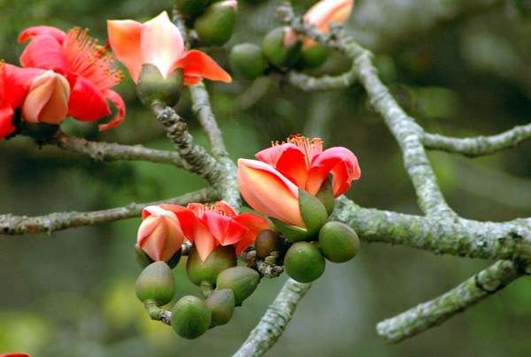 [Chuẩn Giống F1] cây giống Mỹ Nhân(Hoa gạo) + Tặng 4 cây chè xanh