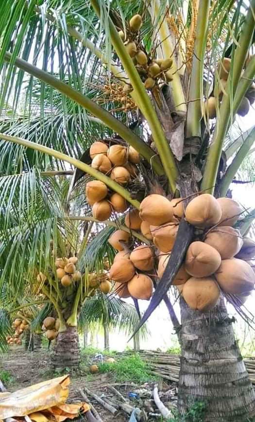 CÂY GIỐNG DỪA XIÊM ĐỎ
