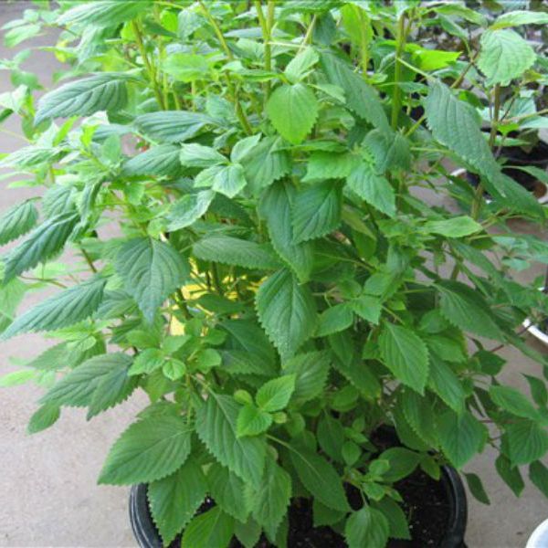 1 gram Hạt Giống Rau Kinh Giới Cao Sản