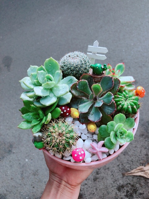 Chậu Sen Đá Tiểu Cảnh