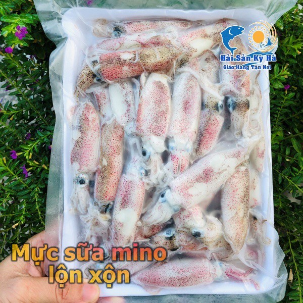 [GIAO NHANH 2H HCM] Giá sỉ 1Kg Mực Sữa - Mực sữa lộn xộn