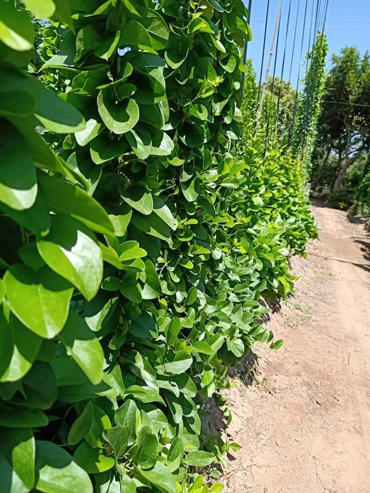 Cây giống Sương Sâm Lông -  Bầu 1 Cây