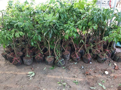 Cây giống vải thiều lục ngạn siêu sớm.