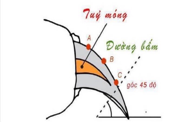 Bộ kìm cắt móng chó( kèm dũa )và hướng dẫn