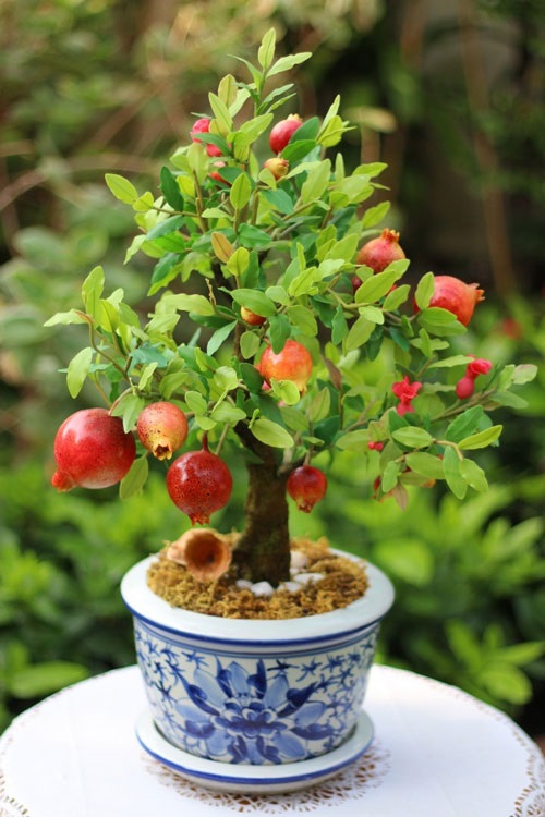 Hạt Giống Lựu Cảnh Lùn ( lựu bonsai ) ( 10 hạt )
