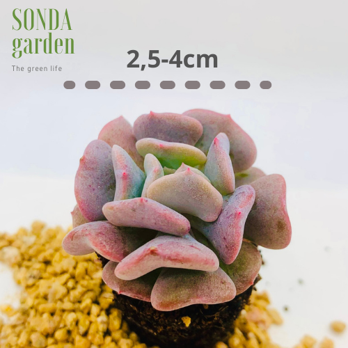 SEN ĐÁ CÚC TÍM SIZE MINI LỖI 1 ĐỔI 1