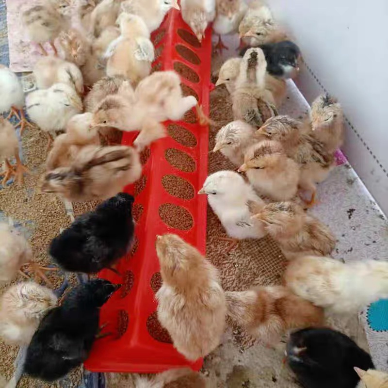 Máng ăn gà rutin 40cm máng ăn cho chim cút máng ăn gà con máng ăn chống bới cho gà con máng ăn cho chim