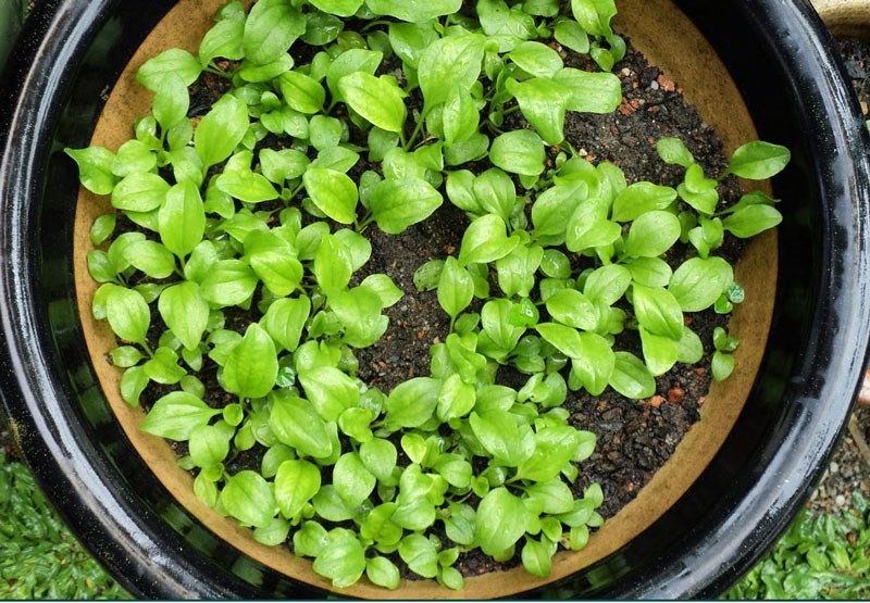 Combo of 3 Packs of Ma Di Seeds (Ma Di Xa Money Tree Seeds)