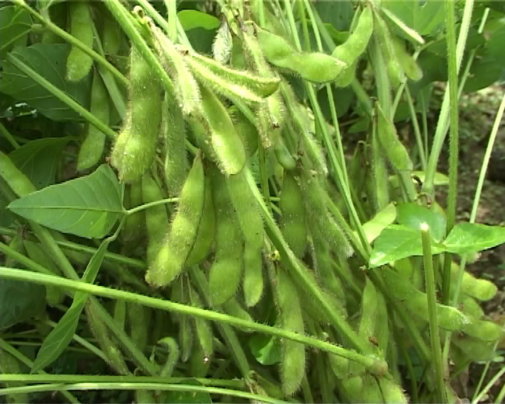 [HCM]Hạt giống đậu nành lông Nhật