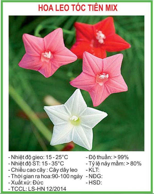 Hạt giống dây leo hoa Sao (hoa Tóc Tiên) mix - 10 hạt