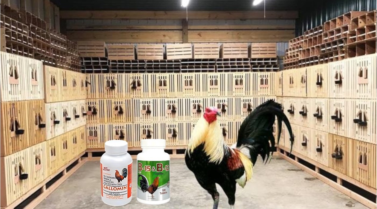 B15 & B12 cho gà đá Chiếc lẽ 50 viên