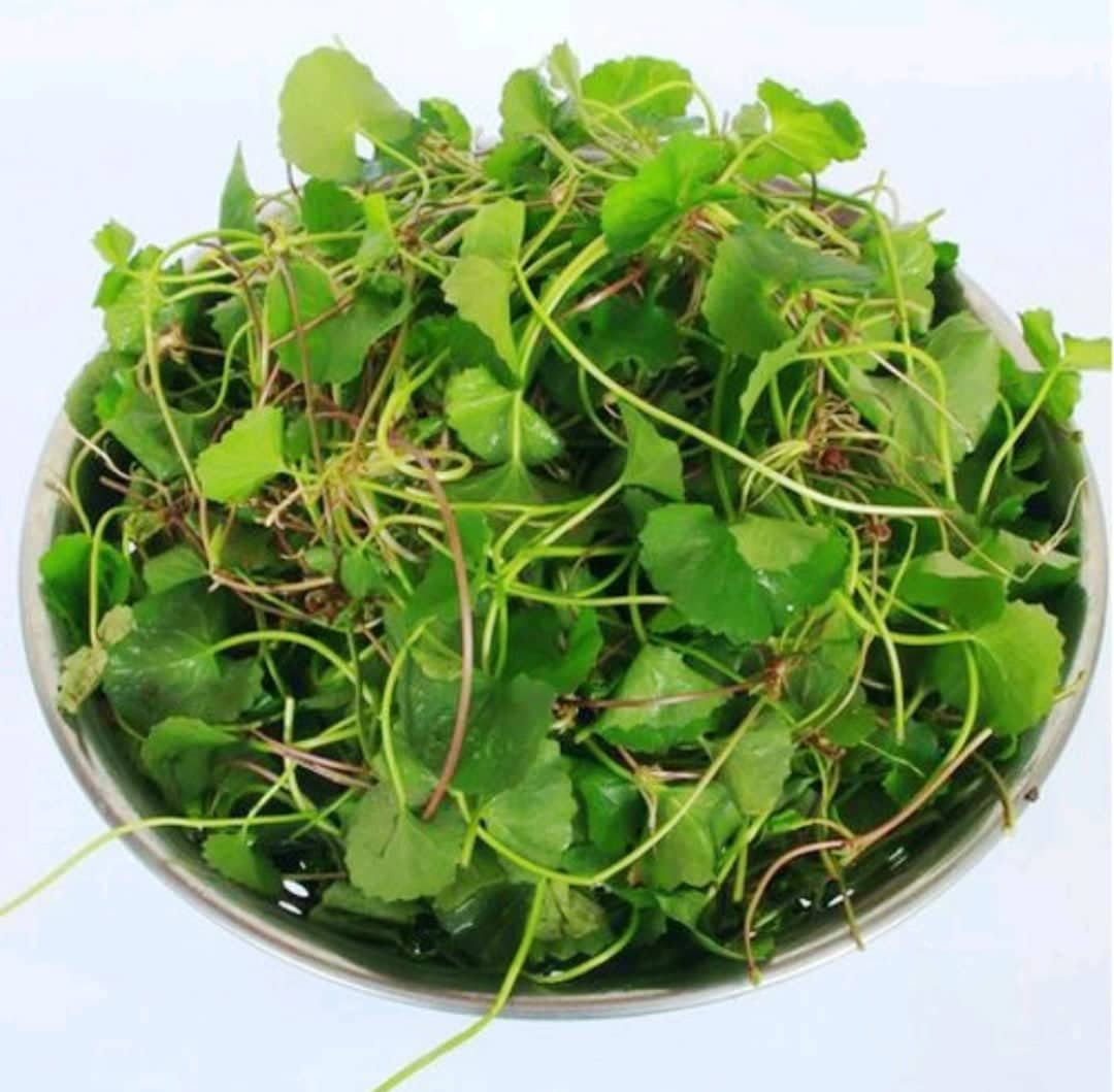 Hạt giống rau má lá nhỏ gói 0,5gr