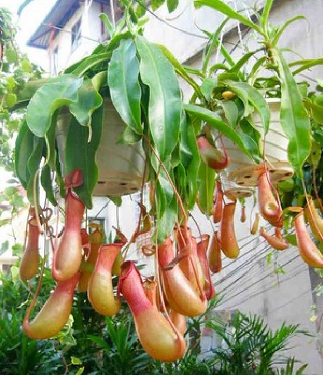 Hạt Giống Cây Bắt Mồi Nắp Ấm  - Gói 10 hạt