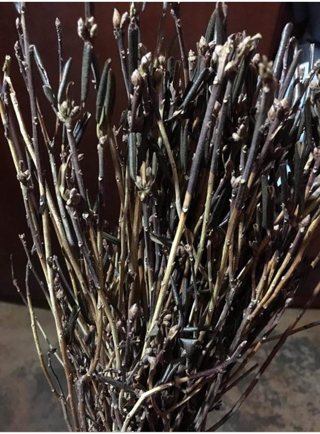 Hoa đỗ quyên Ngủ Đông