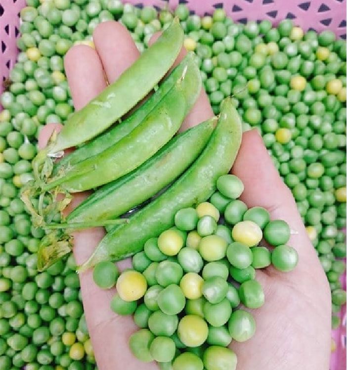 Hạt giống đậu hà lan ( Lấy hạt ) - Gói 50gram