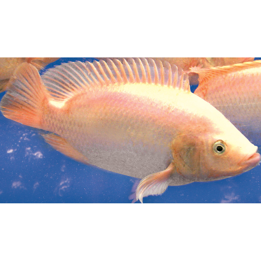 Cá diêu hồngsống 0.8-1.0KG C