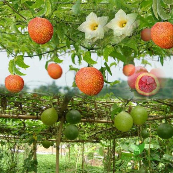 Hạt giống cây gấc đỏ siêu trái-gói 10 hạt(tặng kèm phân bón)