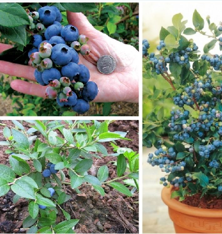 Combo 2 gói hạt giống việt quất ( 1 gói xanh + 1 gói đỏ + 1 gói kích thích hạt nảy mầm )[Seeds]
