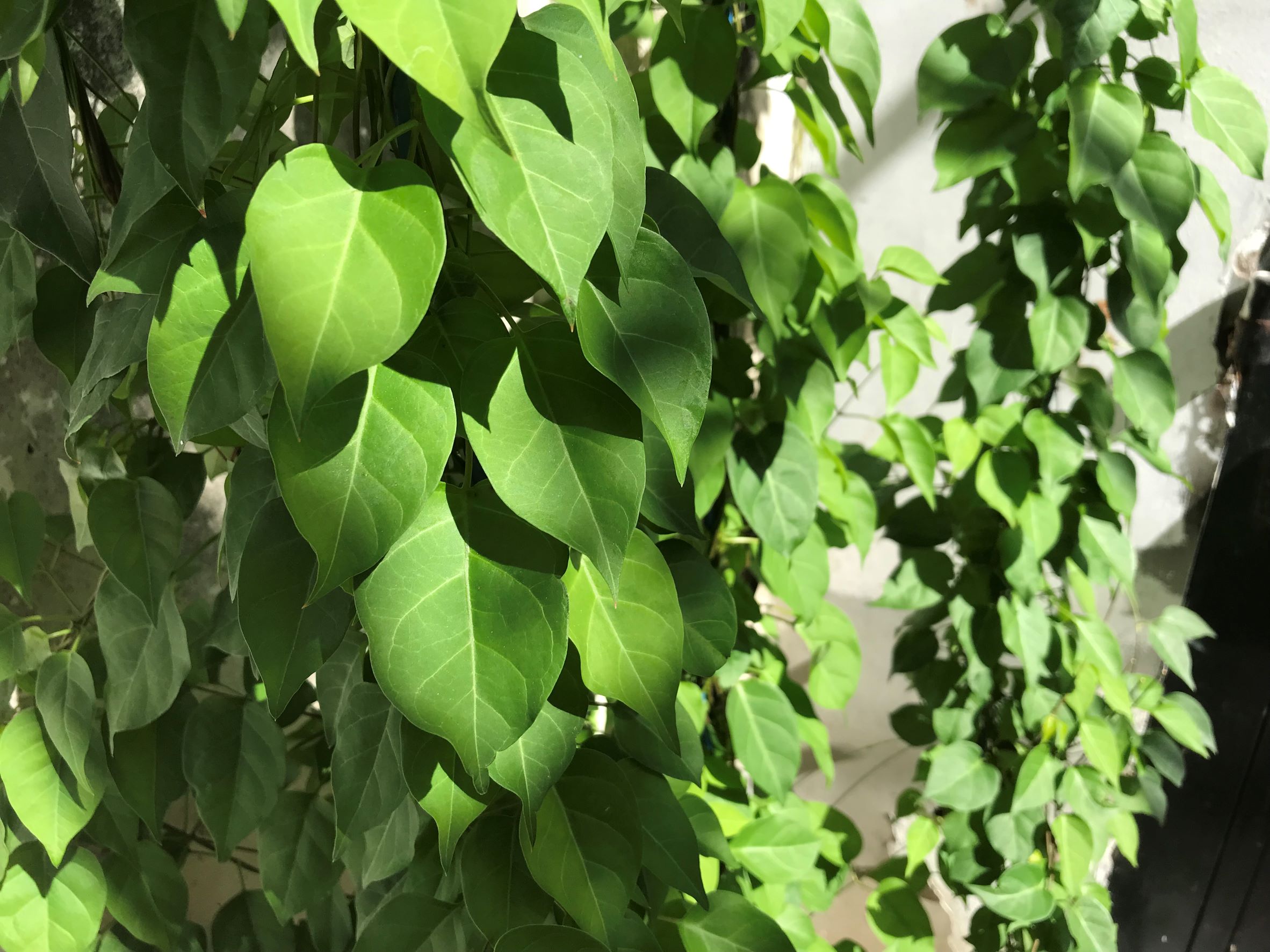 Lá giang tươi nấu canh chua