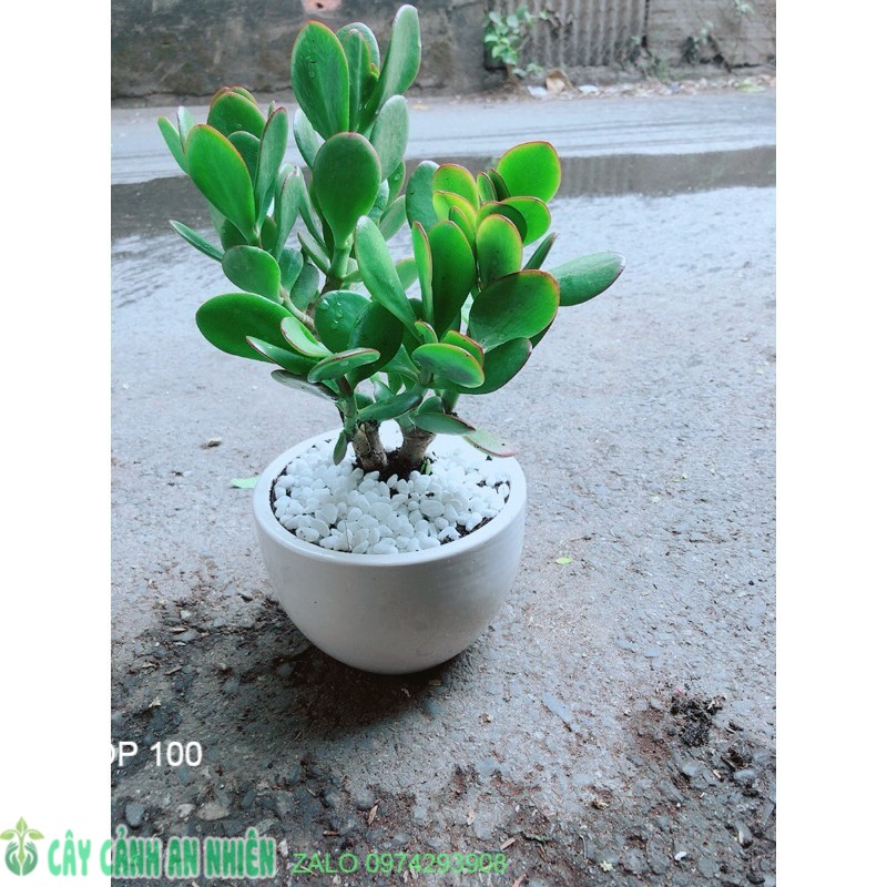 Chậu Cây Ngọc Bích