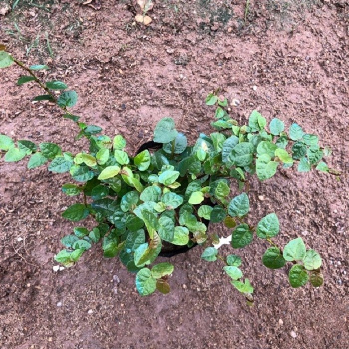 Cây leo thằn lằn