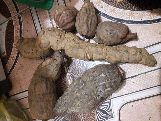 combo 2kg hà thủ ô đỏ tươi
