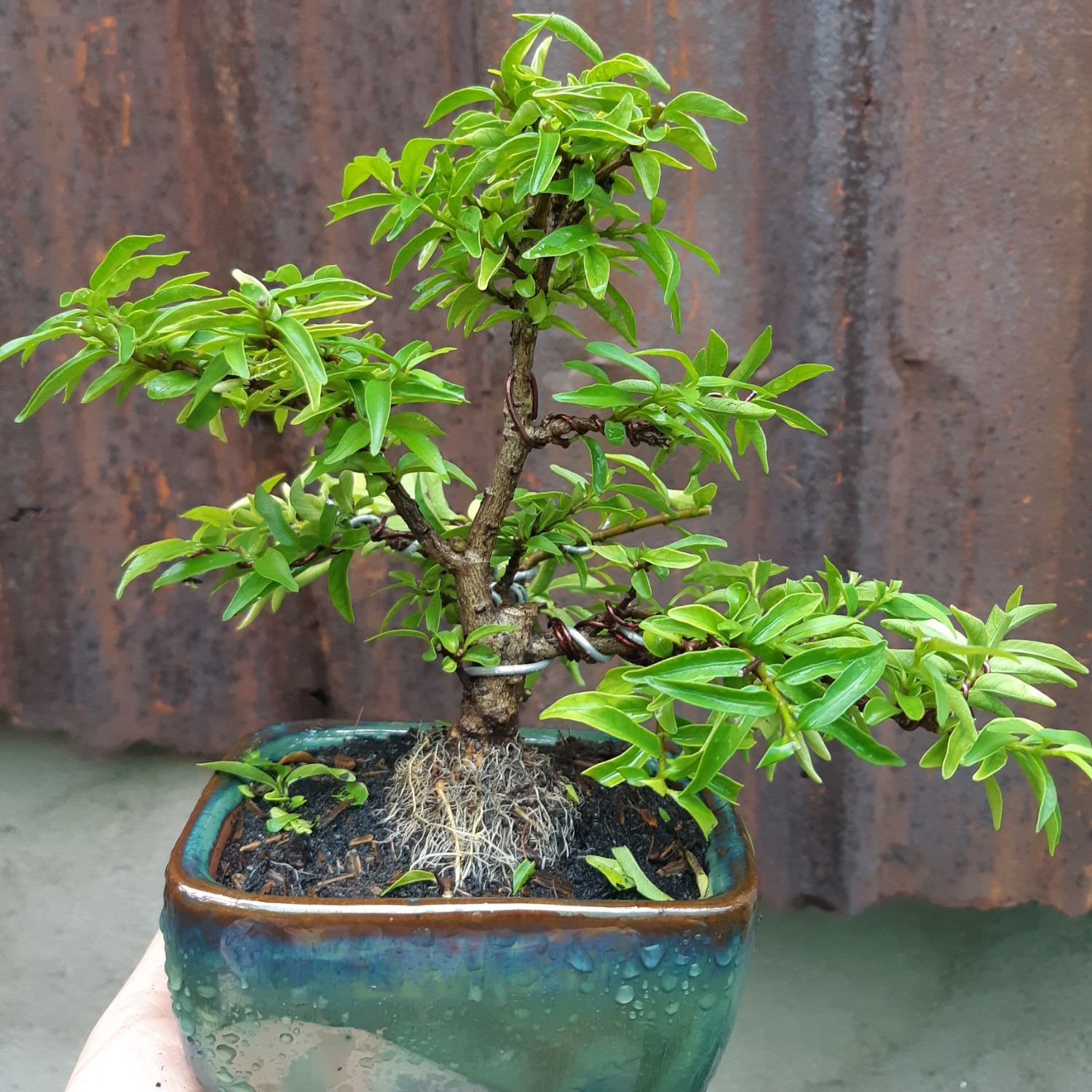 Mai chiếu thủy bonsai mini SIÊU BÔNG TẶNG CHẬU