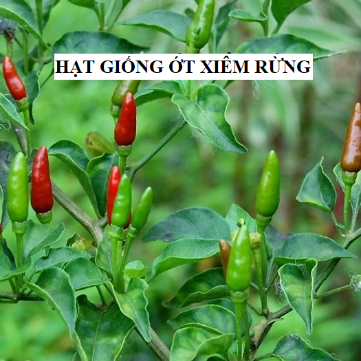 Hạt giống ớt thóc (ớt xiêm rừng) - gói 30 hạt