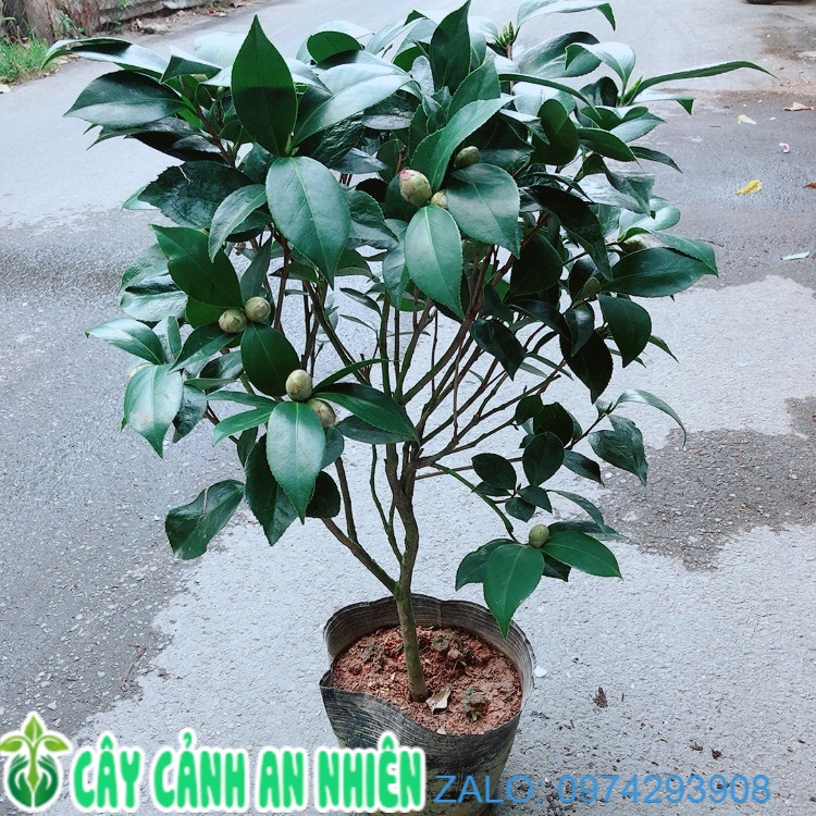 Cây hoa trà my