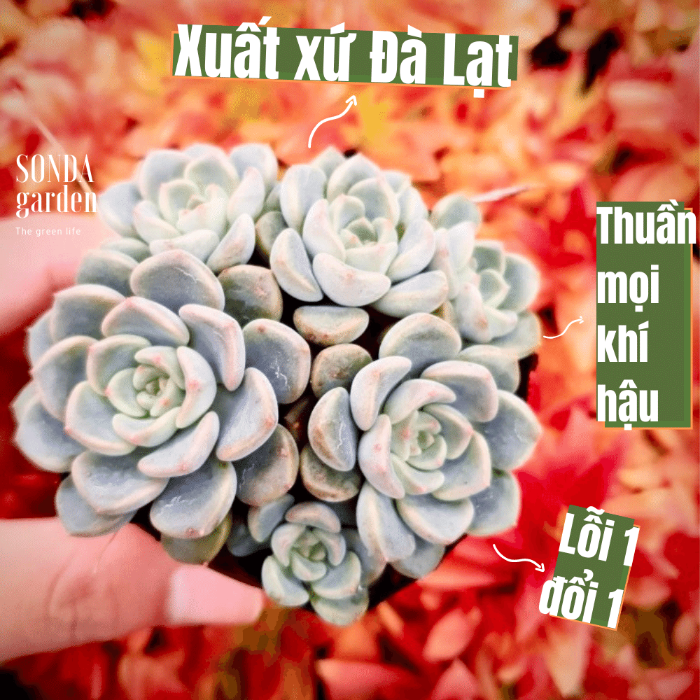 SEN ĐÁ DIỆP HÀ SIZE BÉ SIÊU KHOẺ ĐẸP LỖI 1 ĐỔI 1