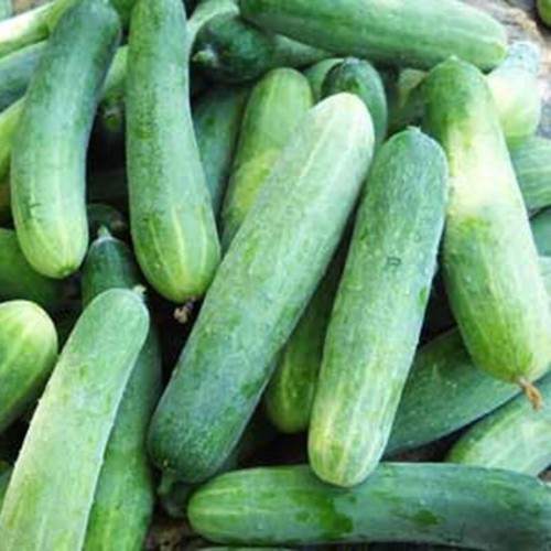 Hạt Giống Dưa Leo OP - Dưa Chuột Gói 5gr - RADO