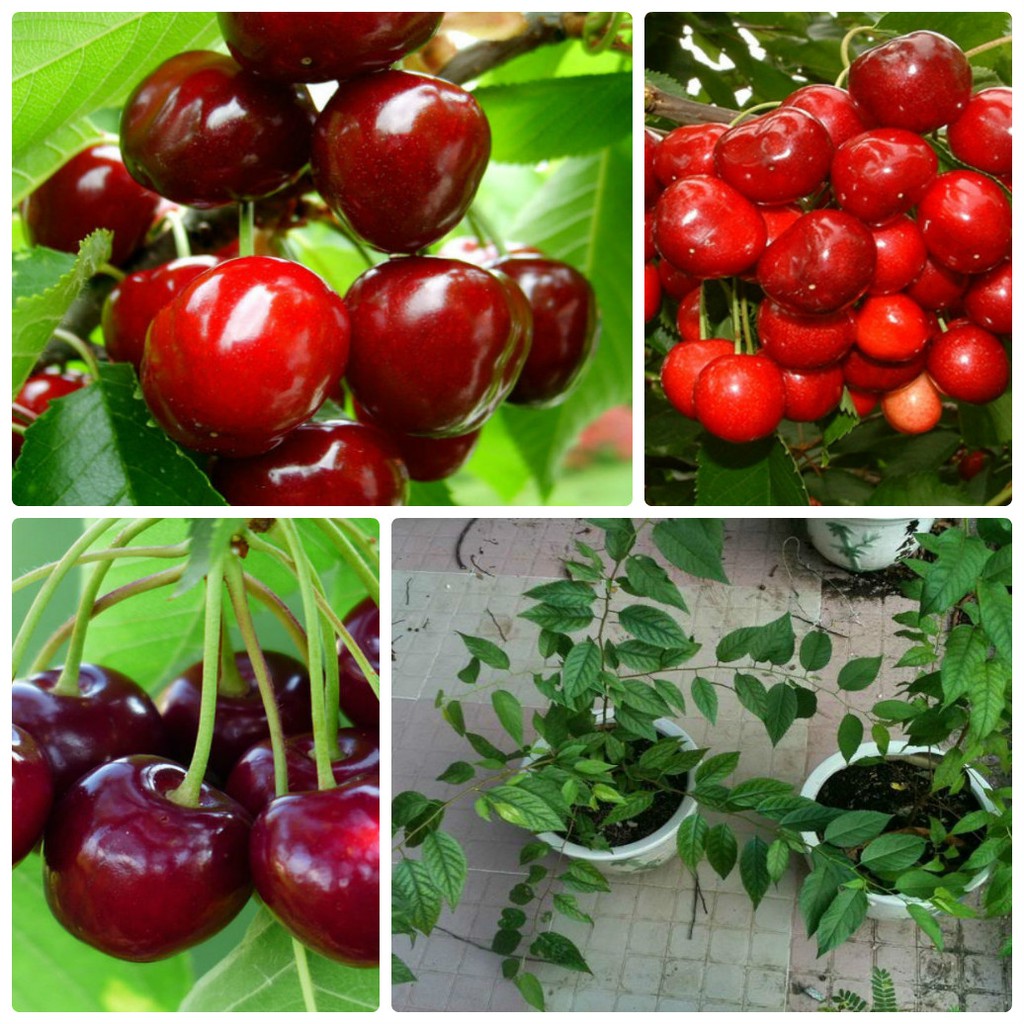 10 Hạt Giống Quả Cherry Đỏ Sai Quả