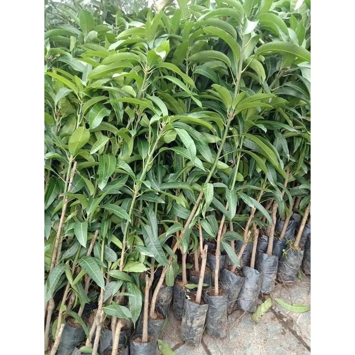 Cây giống xoài đỏ nhật bản ( cây ghép cho trái siêu sớm)