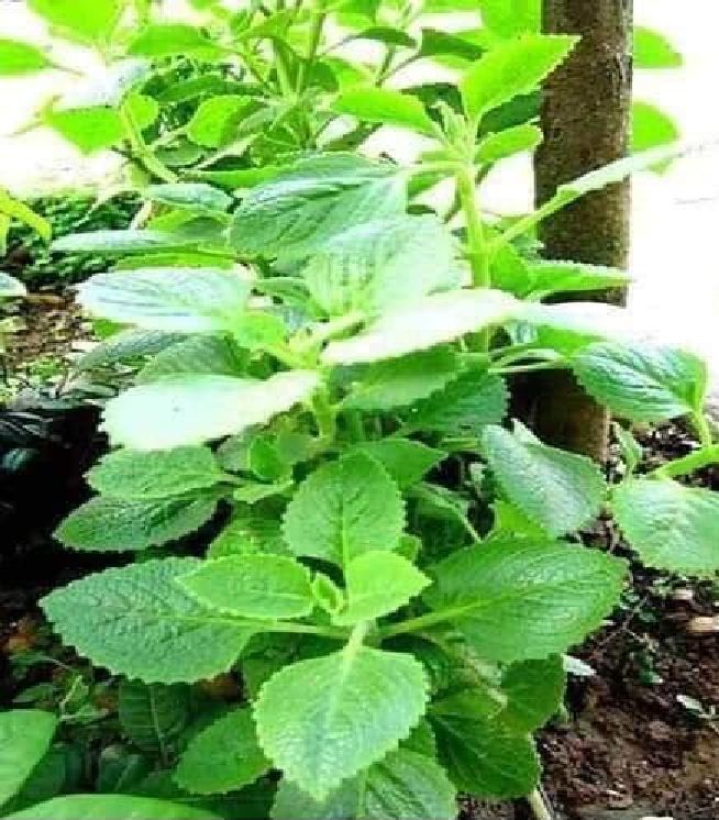 Hạt giống Húng chanh hay tần dày lá - 01gram (550 hạt )