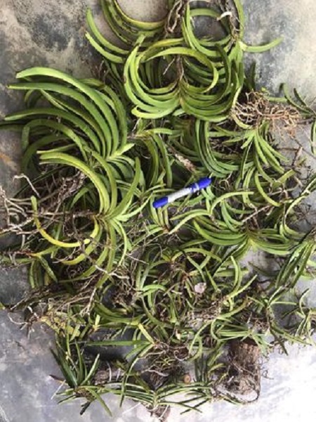 Hoa lan giáng hương đuôi chồn( cây to 30cm)