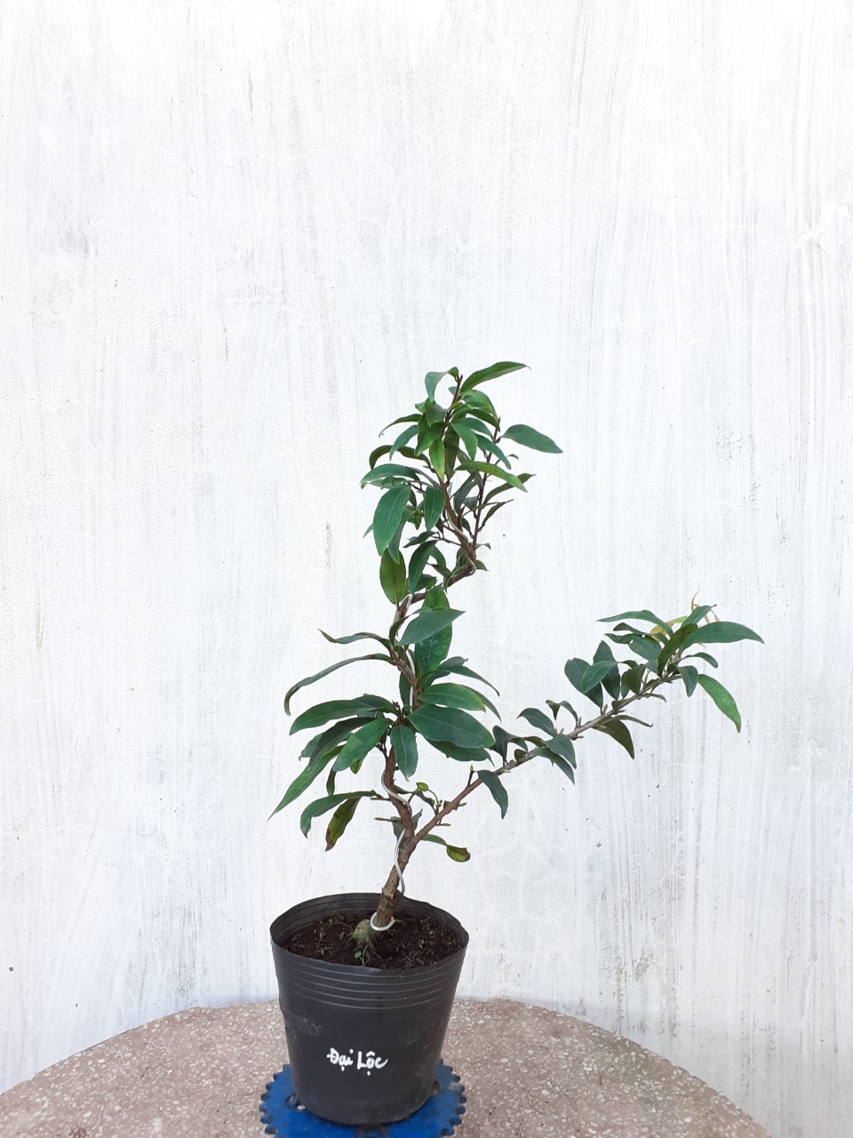 2 Cây Mai Đại Lộc