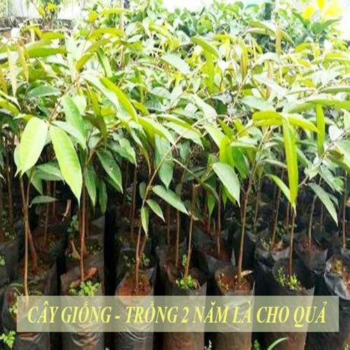 Sầu riêng ruột đỏ cây giống + (500g) phân thỏ hữu cơ