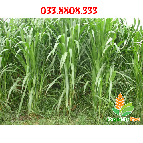 Hạt Giống Cỏ Voi - Gói 1 KG [Cỏ Chăn Nuôi]