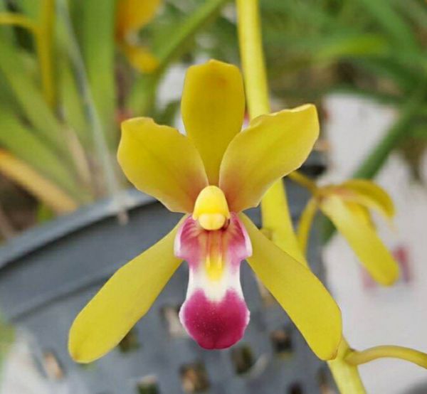 hoa phong lan kiếm lùn thái